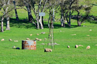 Menglers Hill Sheep